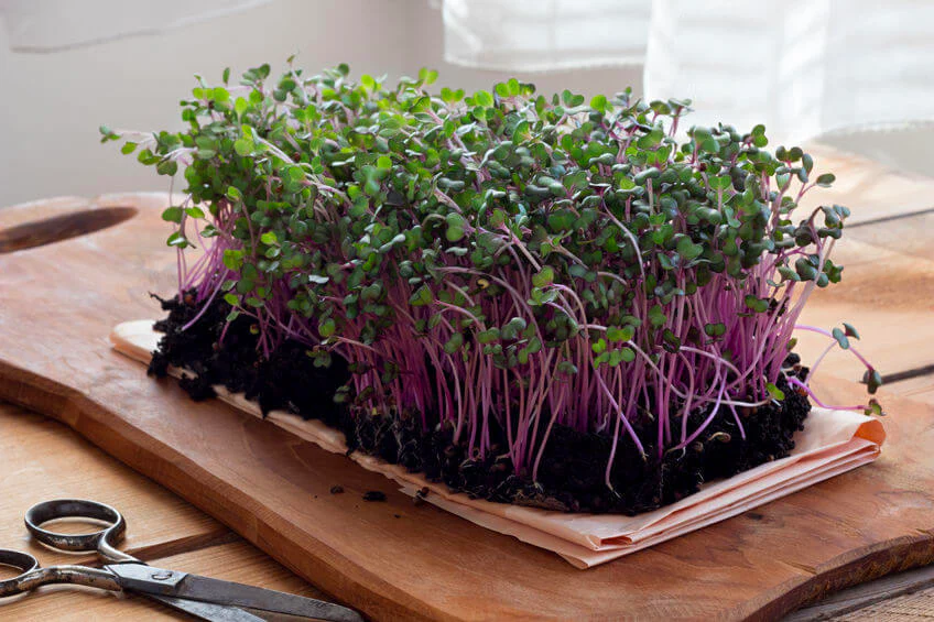 microgreens growing kit for home